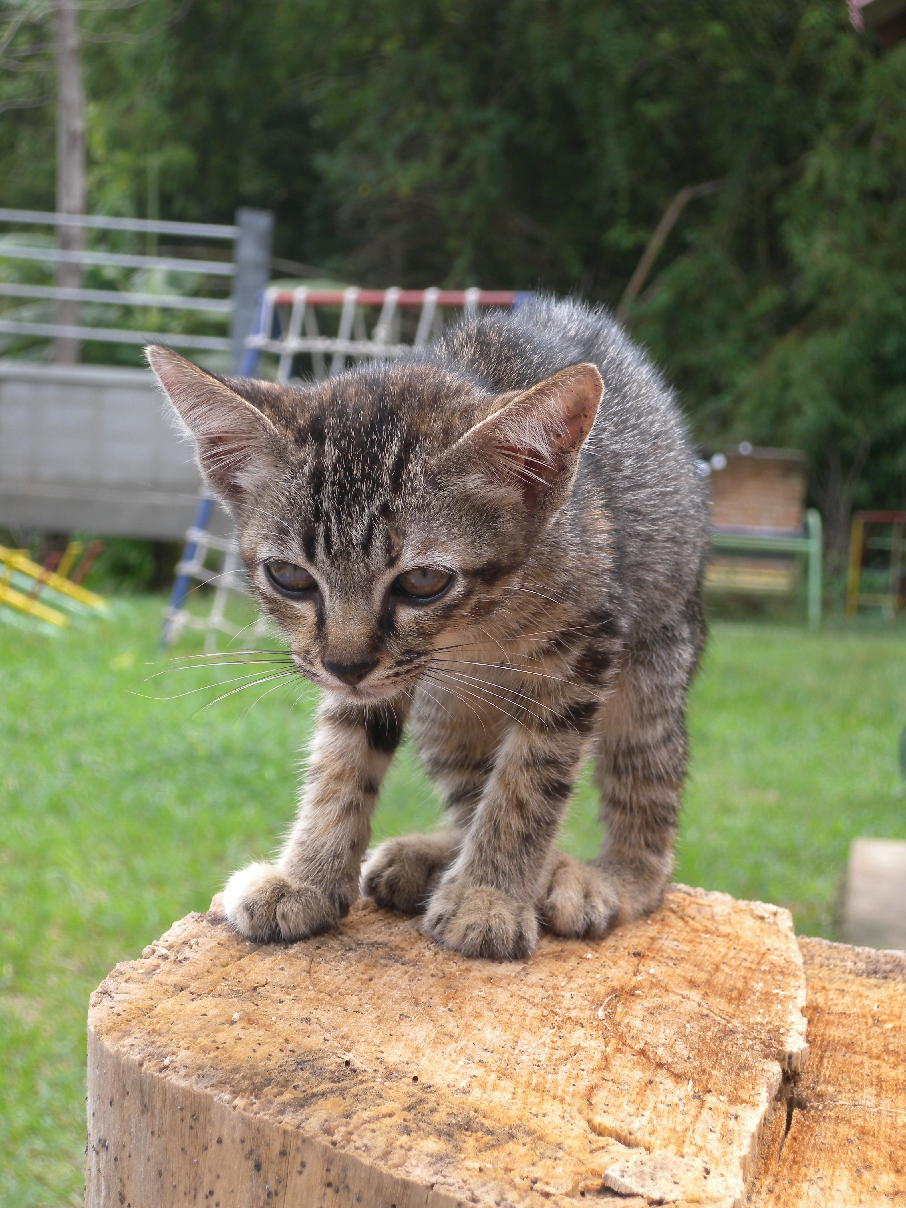 動物大好き シリーズ ～No.1～ | kyokosekine.com – せきねきょうこ